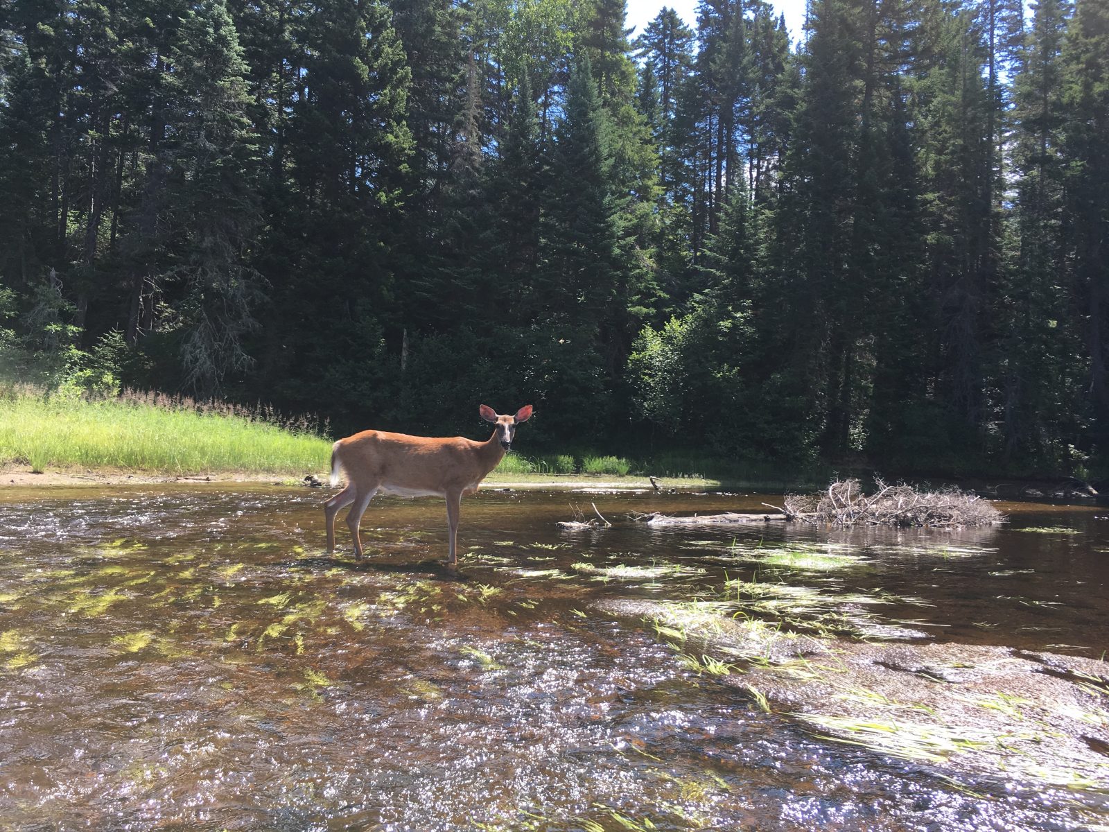 Réseau Sentiers Mont-Tremblant Accès Nature